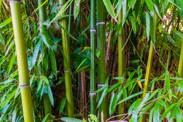 Cost of Bamboo Trimming in Lebanon