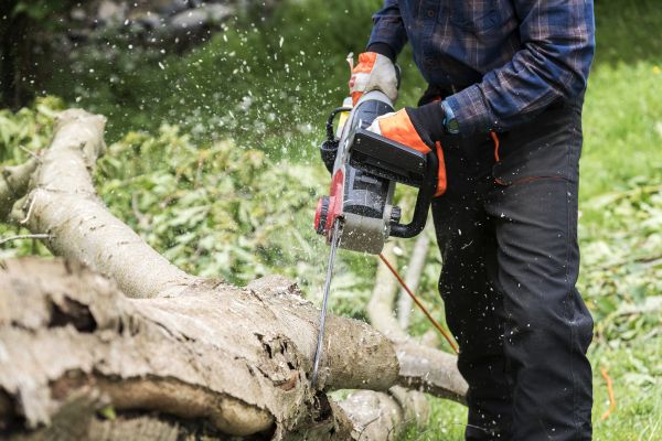 Cost of Branch Removal Service in Lebanon