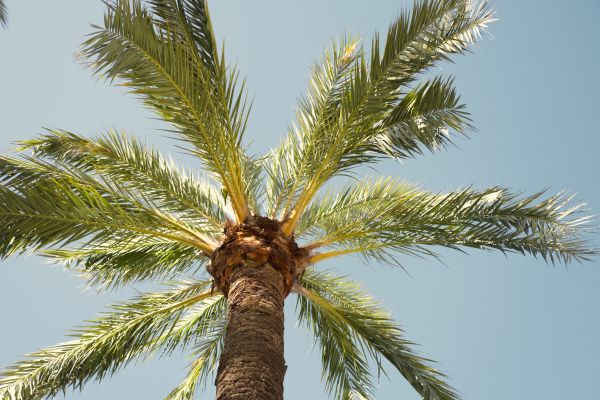 Palm Tree Pruning in Lebanon