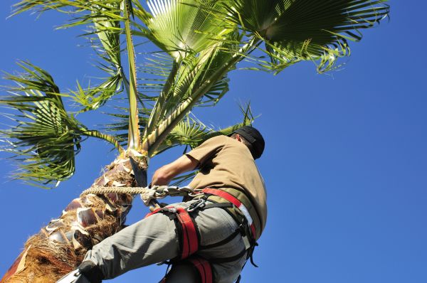 Palm Tree Trimming in Lebanon
