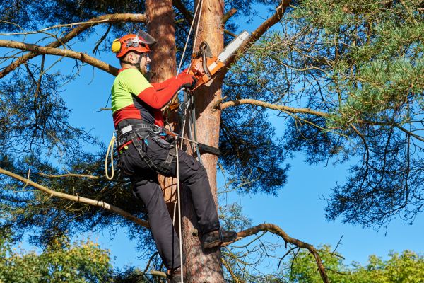 Tree Service in Lebanon