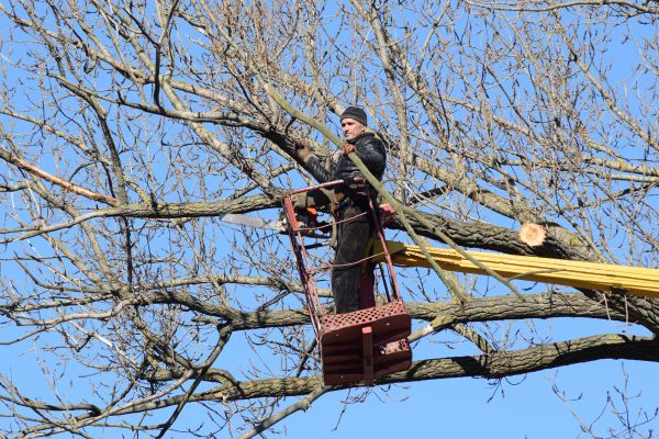 Cost of Emergency Tree Trimming in Lebanon