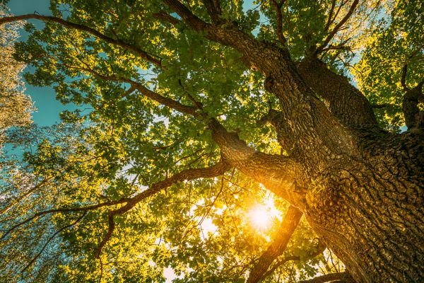 Oak Tree Pruning in Lebanon