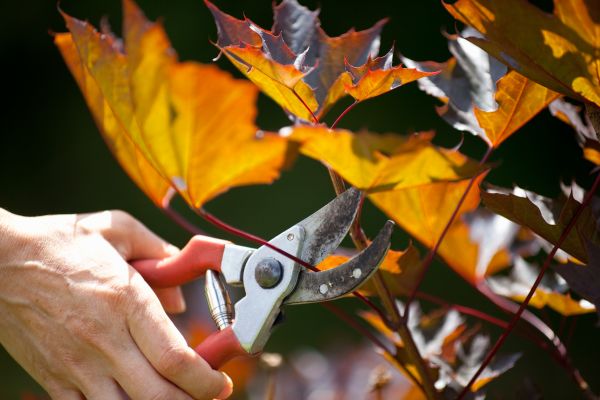 Maple Tree Pruning in Lebanon