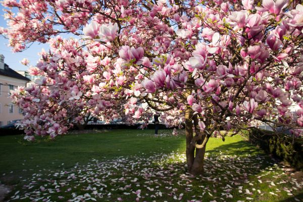 Cost of Magnolia Tree Pruning in Lebanon