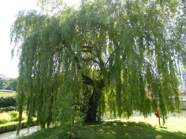 Cost of Willow Tree Trimming in Lebanon
