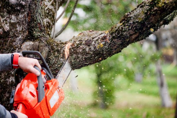 Tree Limbs Removal in Lebanon