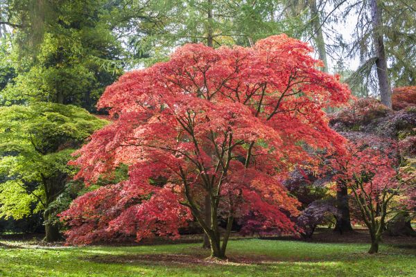 Japanese Maple Pruning in Lebanon