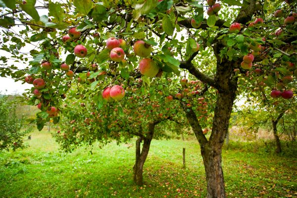 Cost of Apple Tree Pruning in Lebanon