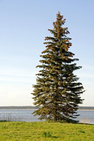 Cost of Spruce Tree Pruning in Lebanon