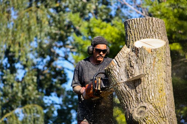 Cost of Ash Tree Pruning in Lebanon