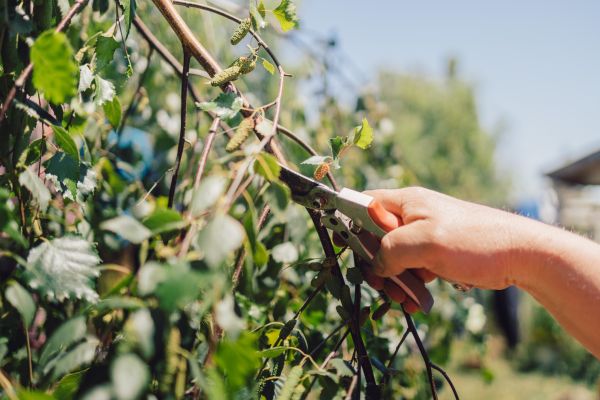 Cost of Birch Tree Pruning in Lebanon