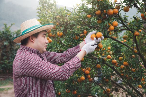 Cost of Orange Tree Pruning in Lebanon