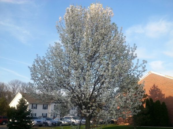 Cost of Bradford Pear Tree Pruning in Lebanon