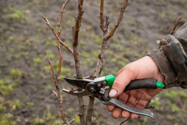 Pear Trees Pruning in Lebanon