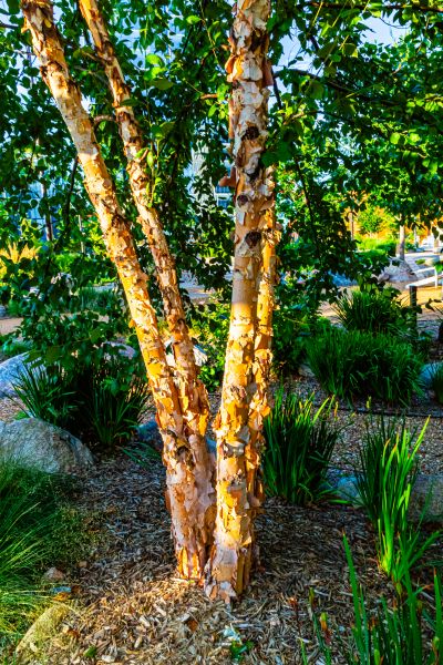 Cost of River Birch Trimming in Lebanon