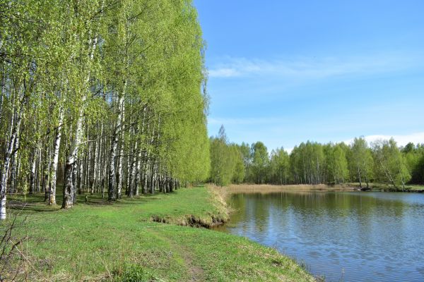 Cost of River Birch Pruning in Lebanon