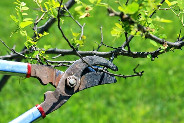 Cost of Branches Pruning in Lebanon
