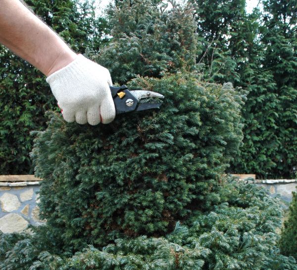 Cost of Ornamental Tree Trimming in Lebanon