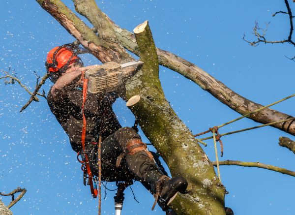 Tree Trimming Service in Lebanon