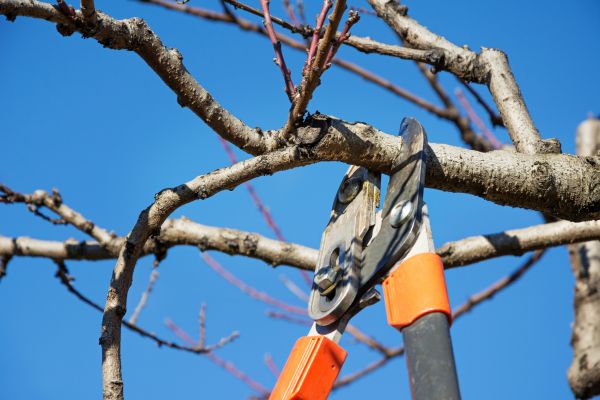 Tree Pruning in Lebanon