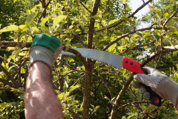 Apple Tree Trimming in Lebanon