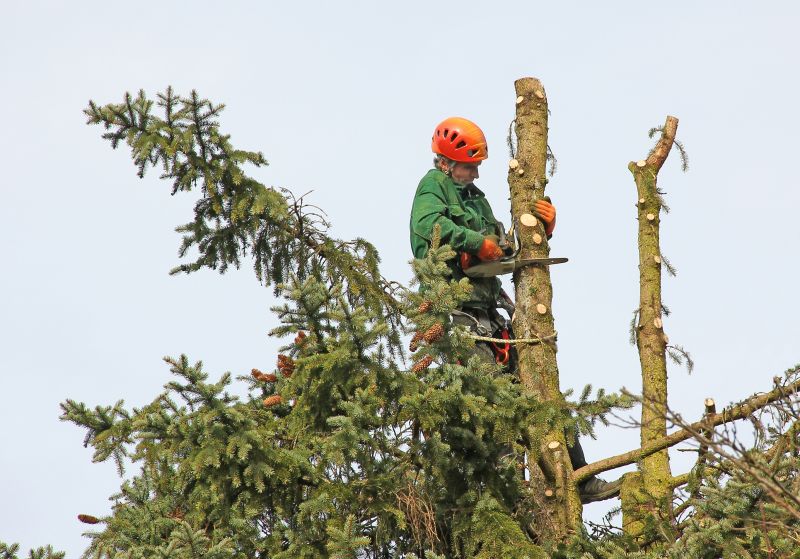 Pine Tree Trimming