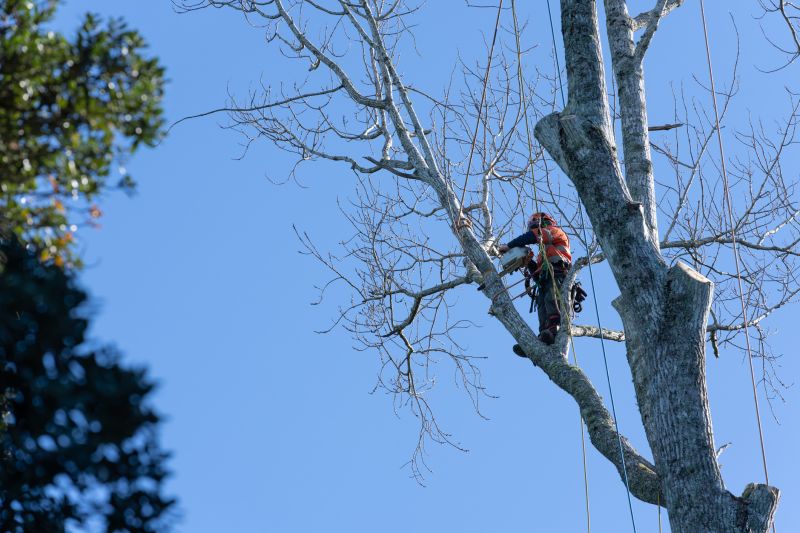 Tree Inspection Process