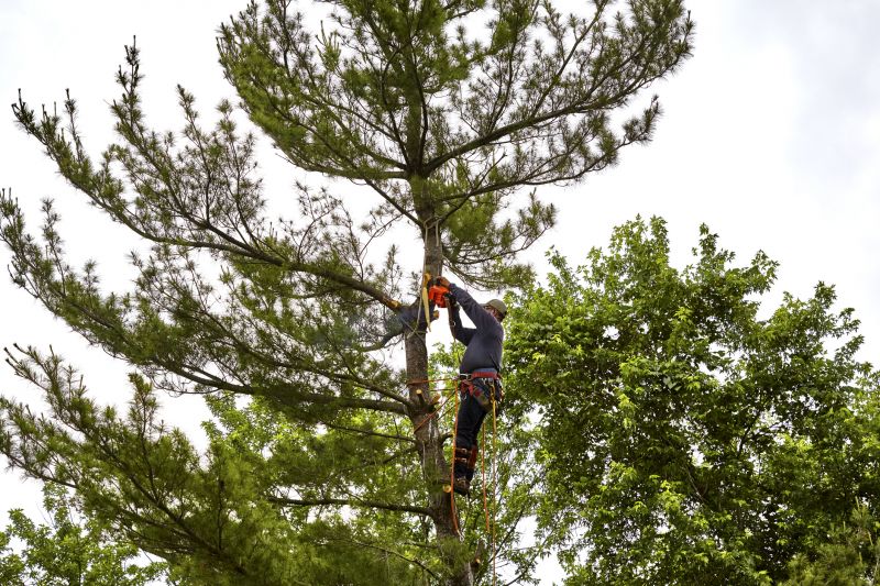 Safe Tree Removal